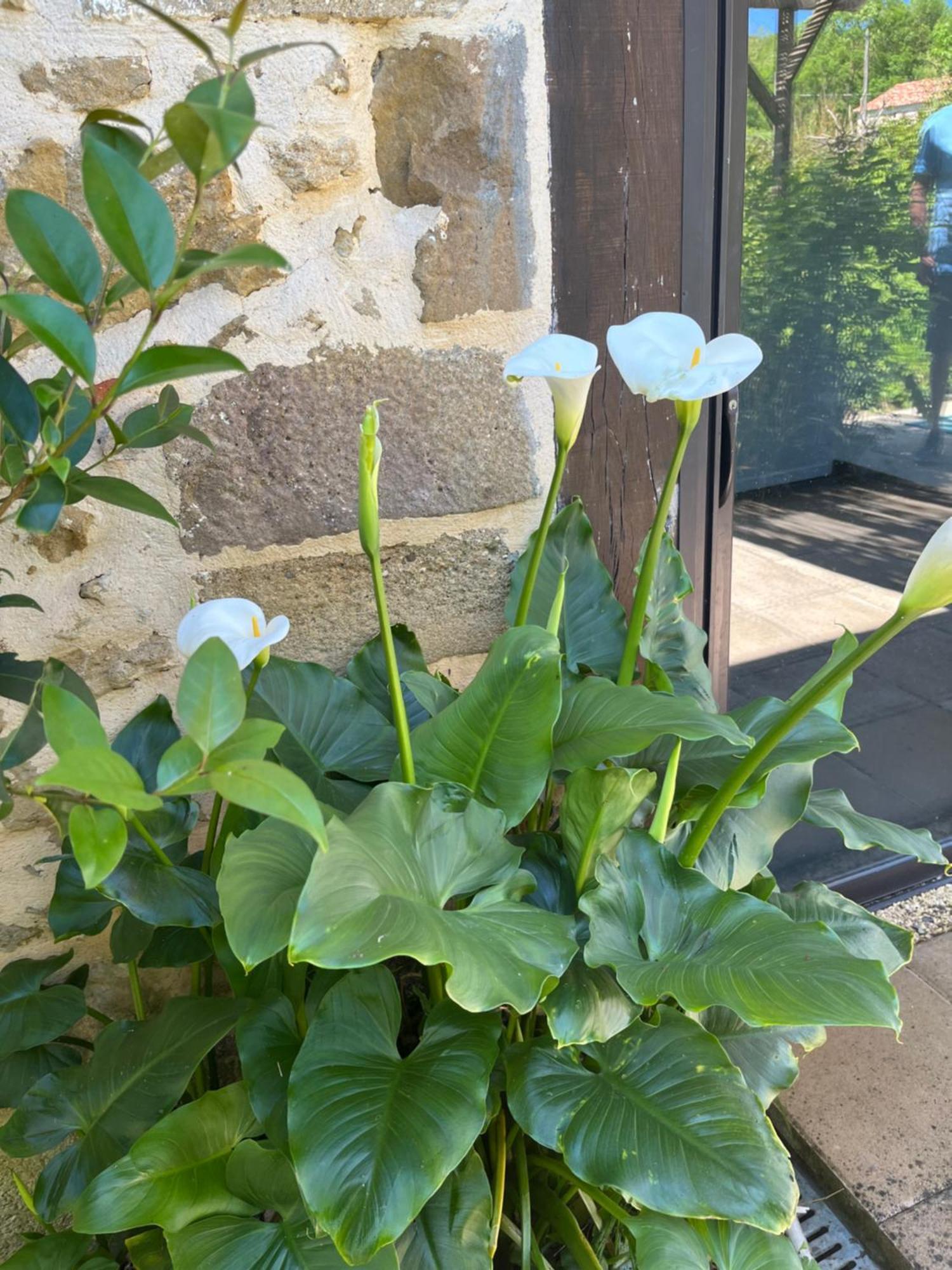 Gite 1, Domaine Logis Gascogne Saint-Justin  Buitenkant foto